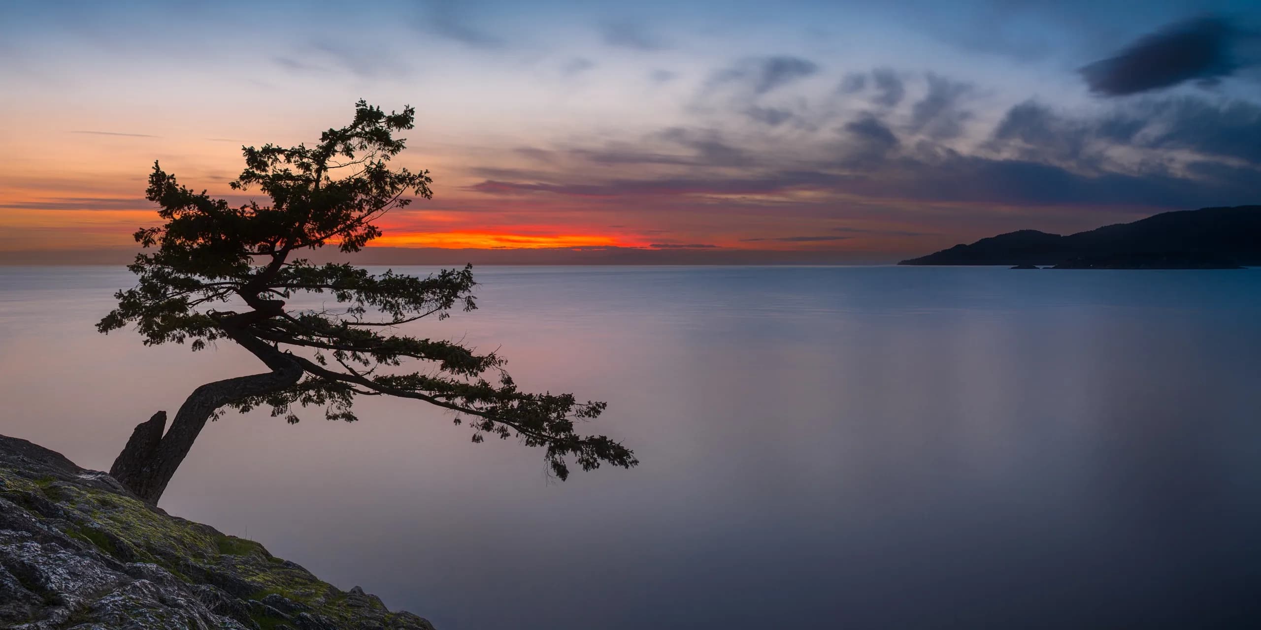 A wind-bent pine on a rocky bluff over calm water at dusk